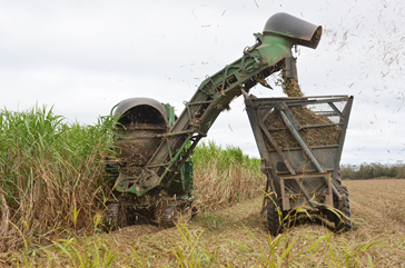 Sugarcane Harvest Has Begun
